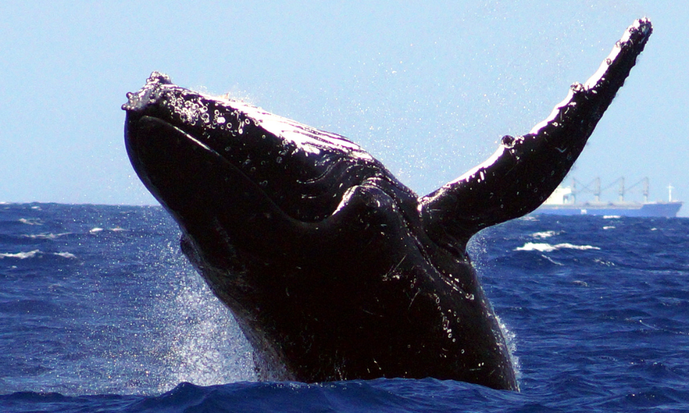 Washington Whale Watching