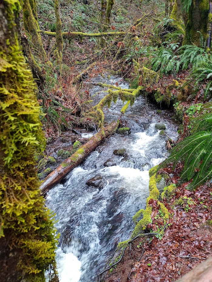 Beazell Memorial Forest