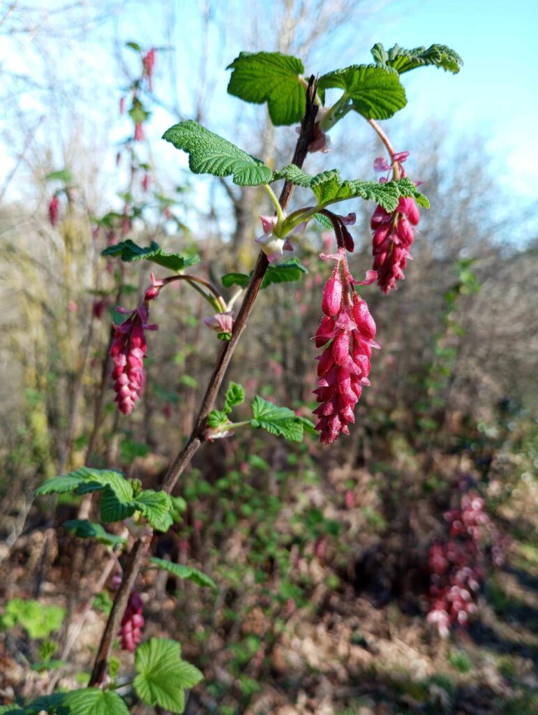 Chehalem Ridge Nature Park flowers