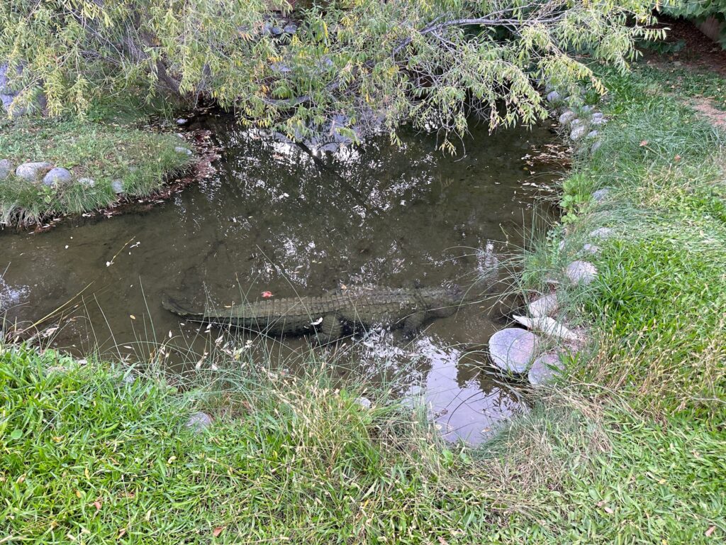 Alfie the Alligator