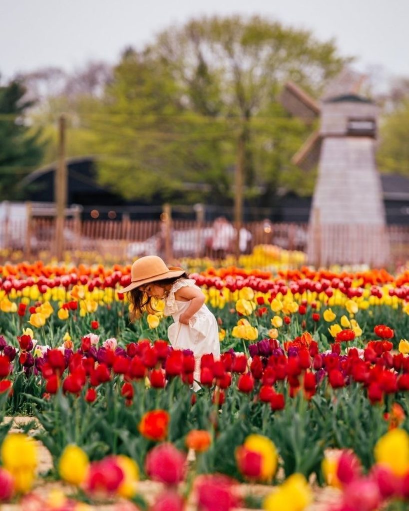 Long Island Tulip Festival Bringing a Little Bit of the Netherlands to