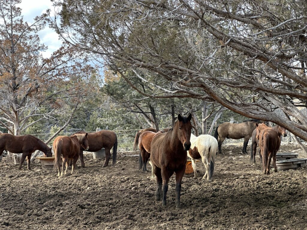 Horses at Red Hollow Slot Canyon