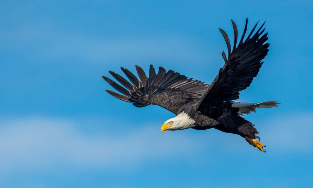 Red Wing, Minnesota bald eagle