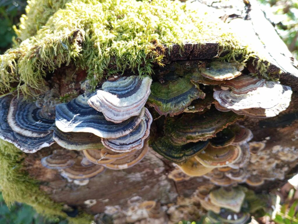Chehalem Ridge Nature Park fungi