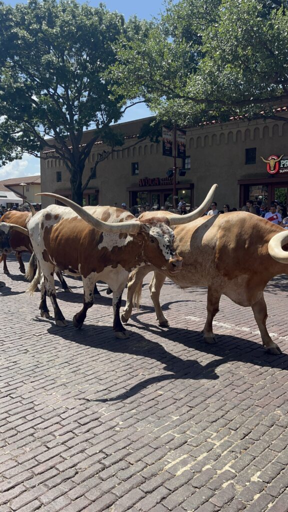 Fort Worth cattle drive